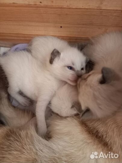 Тайские сиамские котята