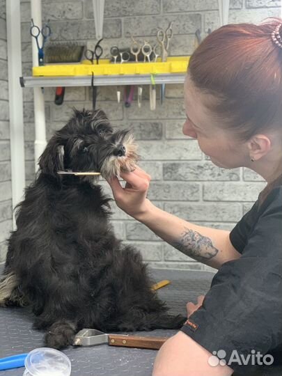 Стрижка собак и кошек