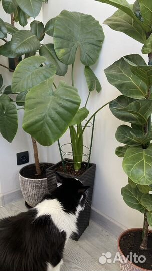 Клубни и детки алоказии клобучковой