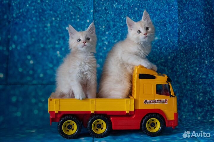 Котята мейн-кун