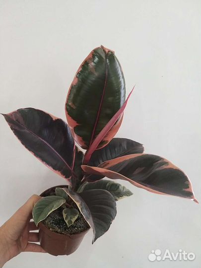 Фикус эластика Белиз