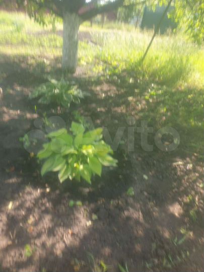 Участок 9 сот. (СНТ, ДНП)