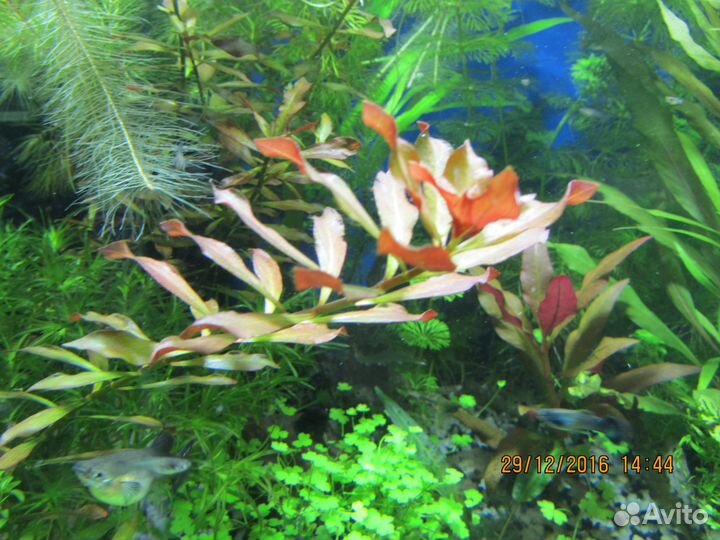 Аквариумные растения