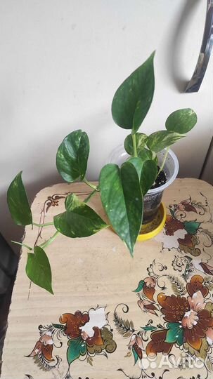 Лиана Сциндапсус