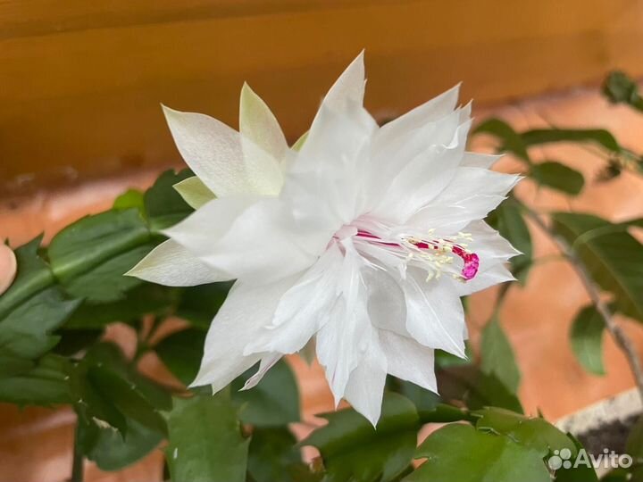 Шлюмбергеры