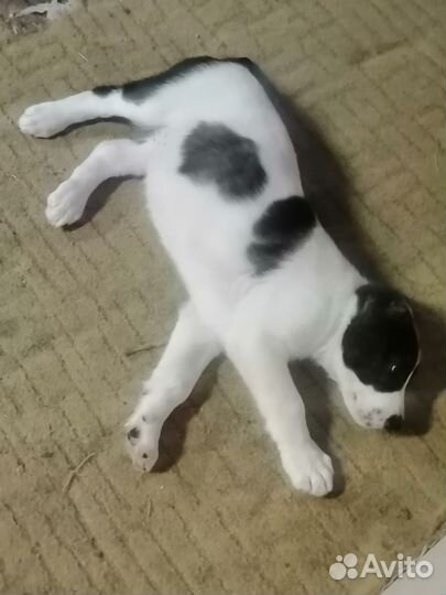 Среднеазиатская овчарка алабай щенки