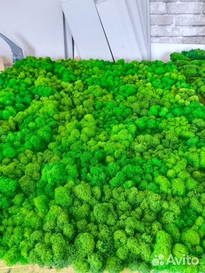 Мох стабилизированный оптом и в розницу