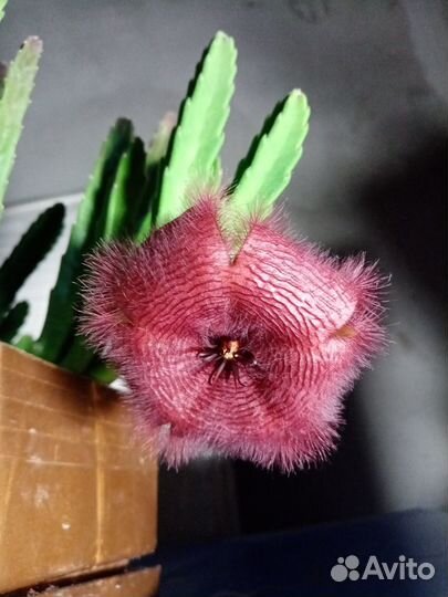 Продам стапелию