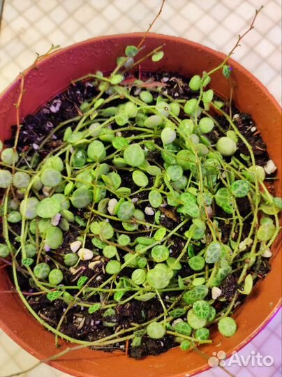 Пеперомия прострата Церопегия Вуди