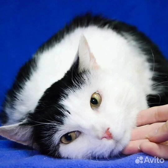 Муркоша выжил вопреки всему, ищет дом