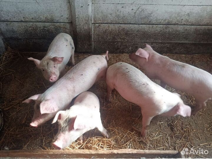 Поросята ландрас