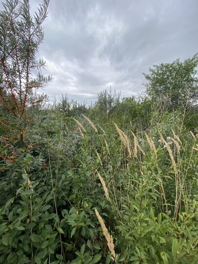 Участок 5 сот. (СНТ, ДНП)