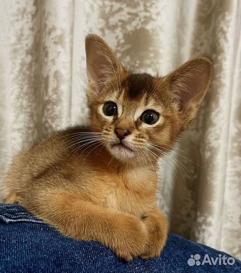 Абиссинская котята