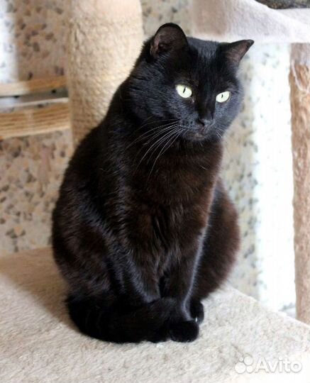 Кошка Магия