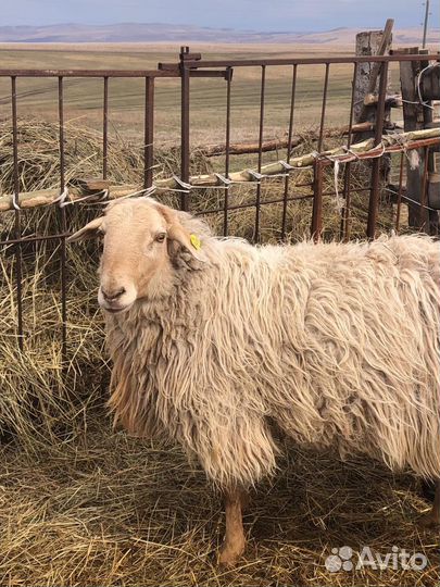 Курдючные бараны на племя