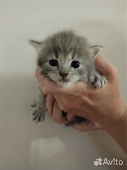 Котенок девочка в добрые руки