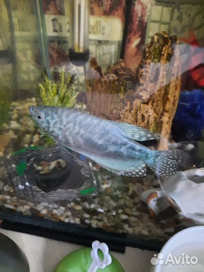 Мраморные гурами