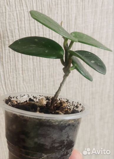 Хойя Матильда