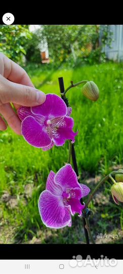 Орхидея биглип