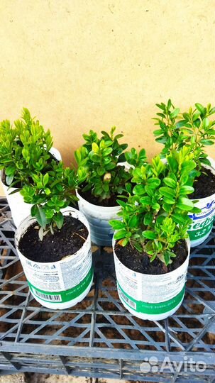 Гортензия метельчатая, декоративные кустарники