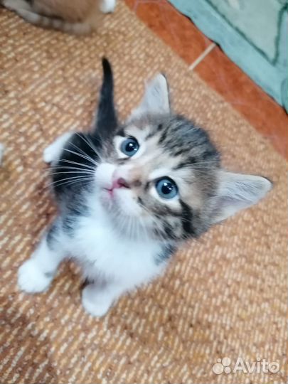 Котята