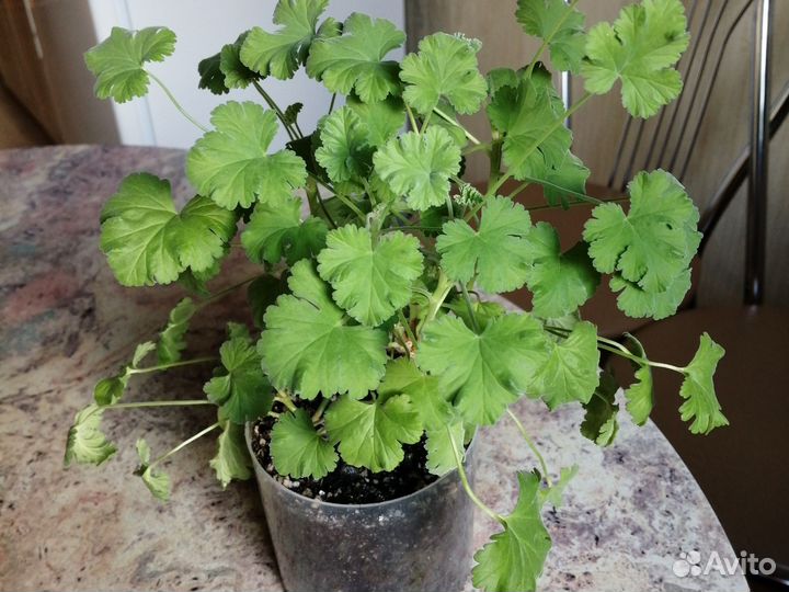 Пеларгония герань душистая (сосна)