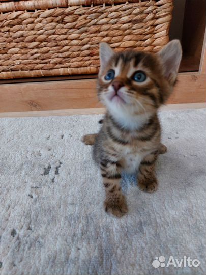 Бенгальский котик