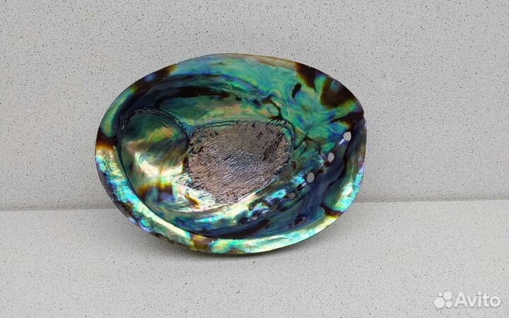 Халиотис Ирис 14,4 морская ракушка раковина