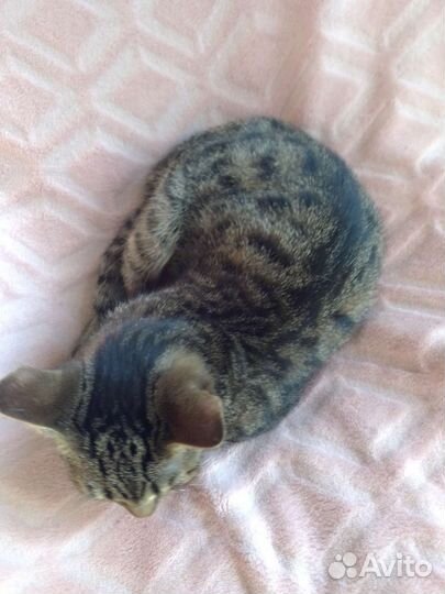 Котята 3 и 7месяцев в добрые руки