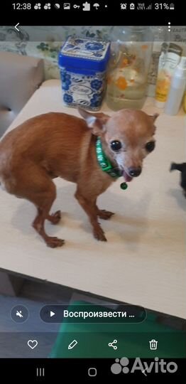 Мини той-терьер