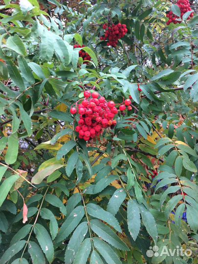 Рябина красная, ягоды