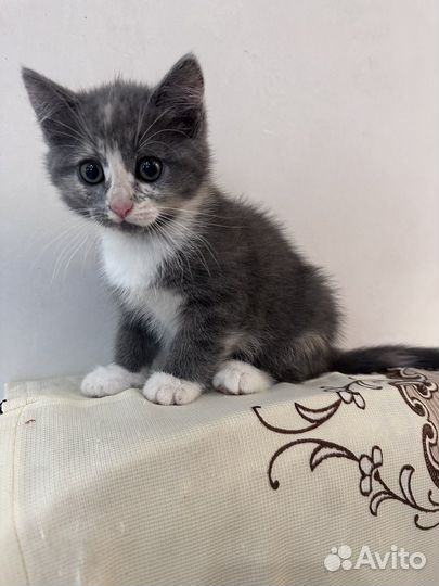 Котенок