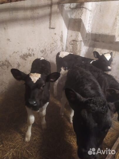 Бычки и телята