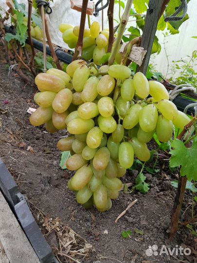 Саженцы винограда