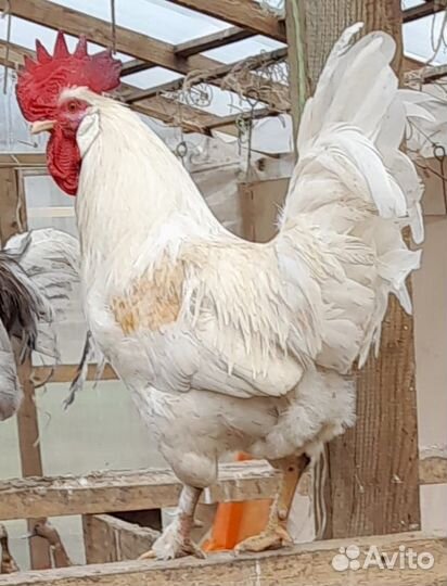 Молодые петухи