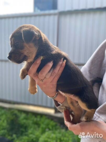 Щенок в добрые руки