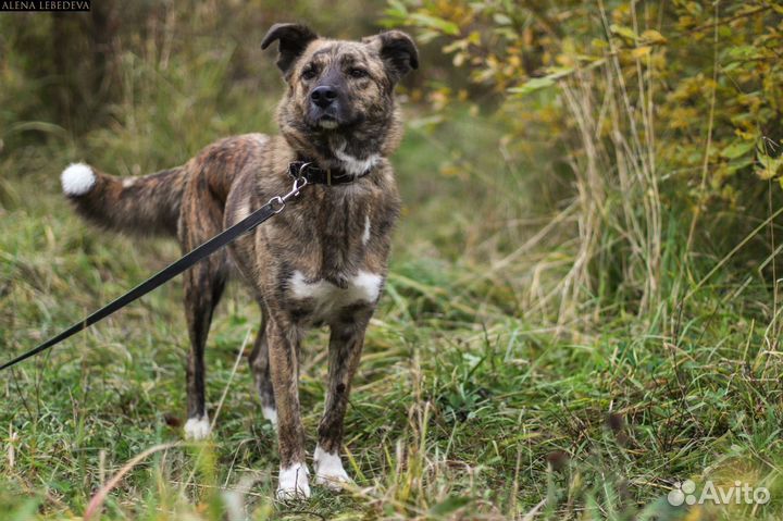 Собака Лика