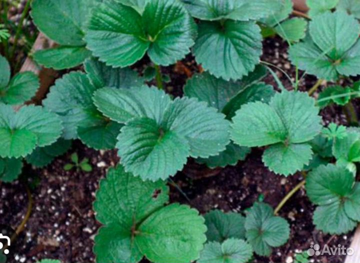 Рассада ремонтантной клубники