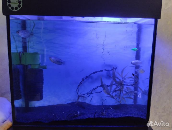 Аквариум.Со всем содержимым