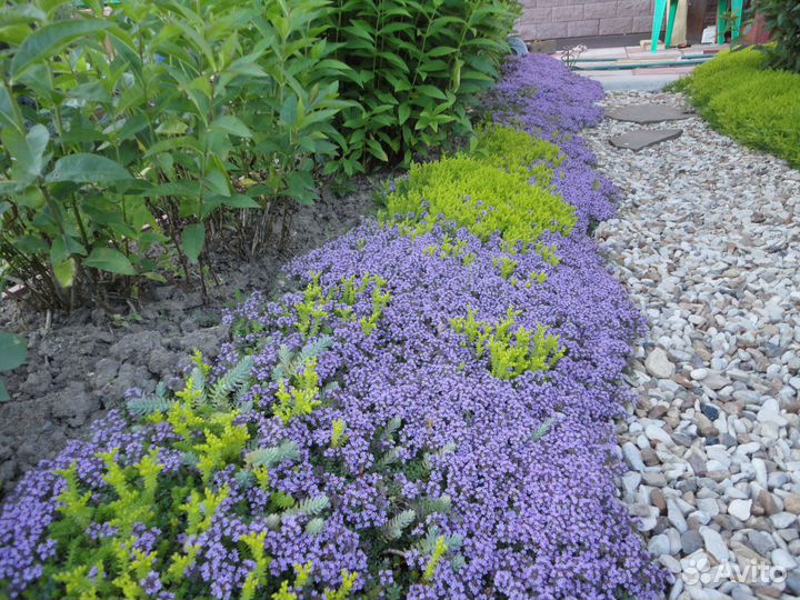 Почвопокровные расстения многолетние