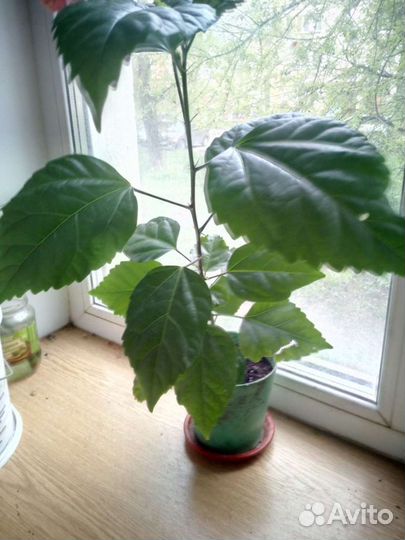 Роза китайская (гибискус махровый)