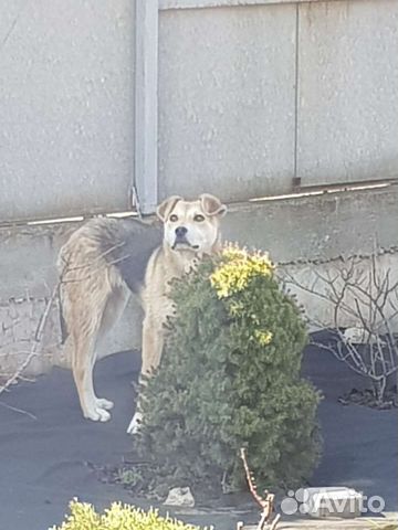 Найдена собака