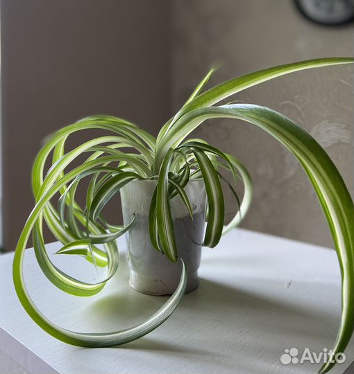 Хлорофитум