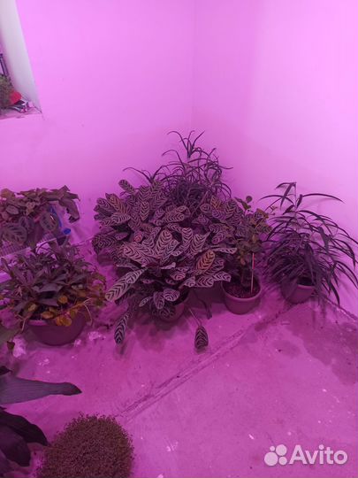 Комнатные растения