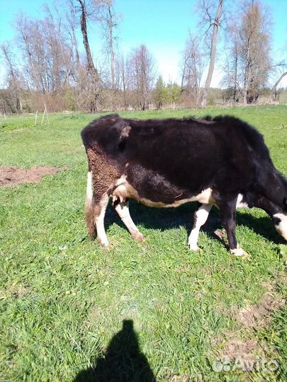 Корова дойная