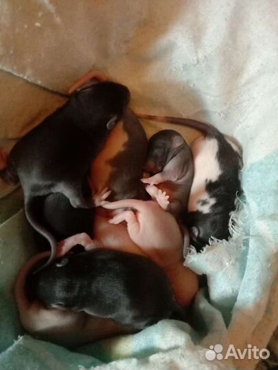 Декоративная крыса дамбо, рекс