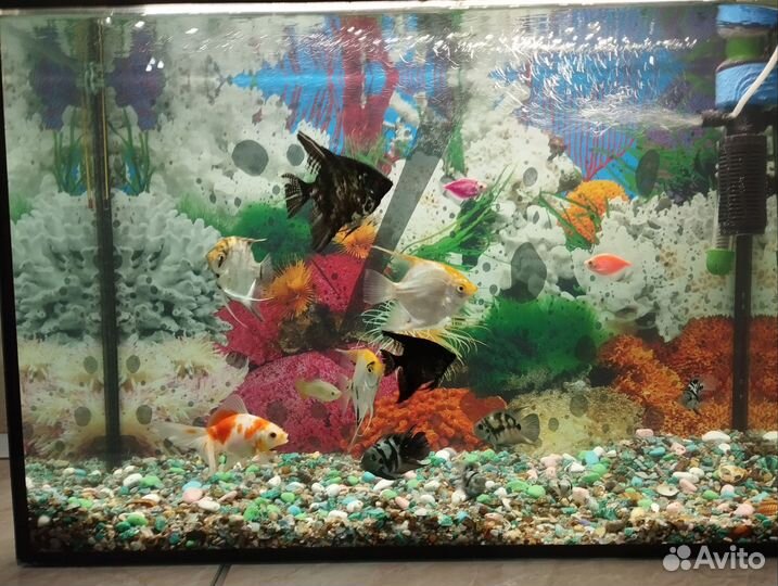 Аквариум с рыбками