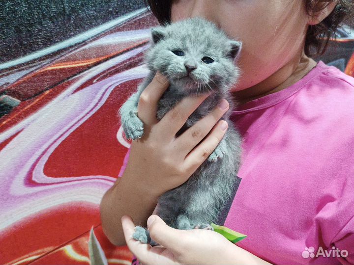 Шотландские котята