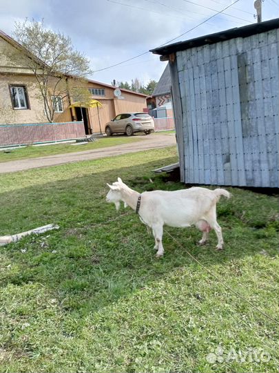 Продам козу