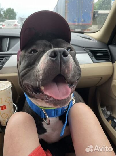 Американский Булли xl